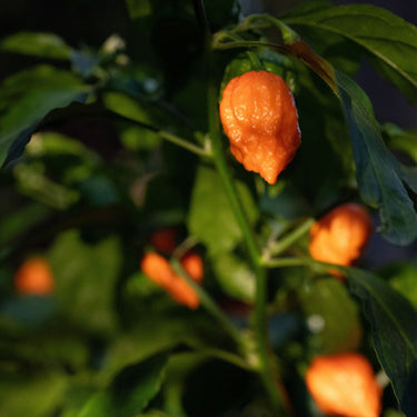 Bhut Orange Copenhagen Seeds - The Pepper Pantry (Formerly Marie Sharp's)